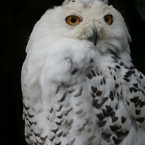 Snowy owl