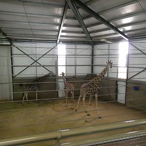 Giraffe indoor enclosure