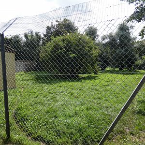 Cheetah enclosure