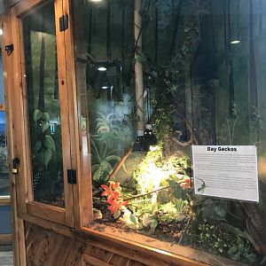 Main Building- Standing’s Day Gecko Exhibit