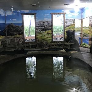 Main Building- Common Eider exhibit