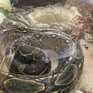 Main Building- Red-Tailed Boa