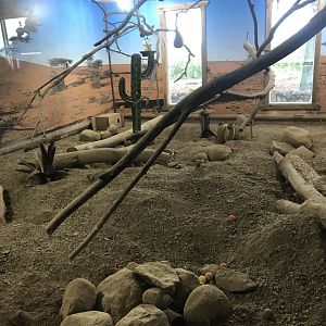 Main Building- Meerkat/Taveta Golden Weaver Exhibit