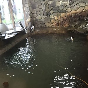 Main Building- Black-Footed Penguin Exhibit