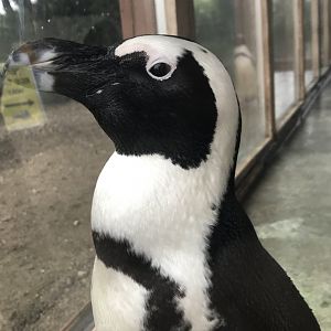 Black-Footed Penguin