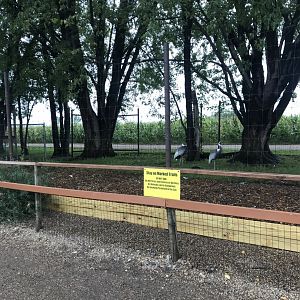 White-Napped Crane Exhibit