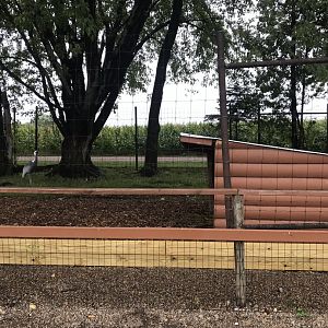 White-Napped Crane Exhibit