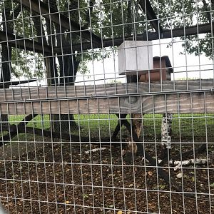 Debraza’s Guenon Exhibit