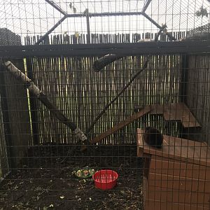 Domestic Rabbit Exhibit