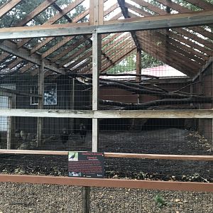 Southern Ground Hornbill Exhibit