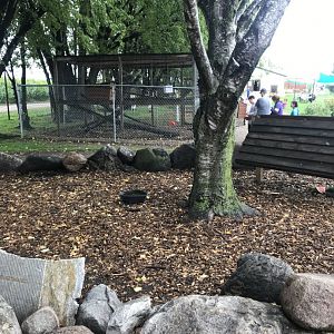 African Spurred Tortoise Exhibit
