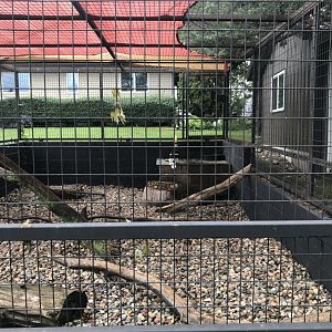 Great Indian Hornbill Exhibit