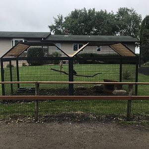 Silvery-Cheeked Hornbill Exhibit