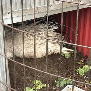 Leucistic or Albino African Crested Porcupine