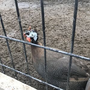 Helmeted Guineafowl