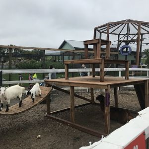 Farmyard Exhibit