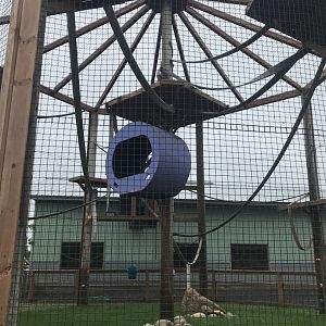 Primates- Buff-Cheeked Gibbon Exhibit