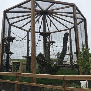 Primates- Manteled Guereza Exhibit