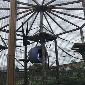 Primates- Buff-Cheeked Gibbon Exhibit