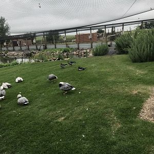 First Waterfowl Aviary