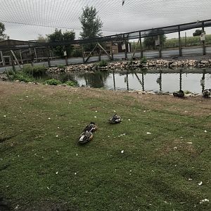 First Waterfowl Aviary