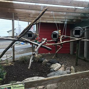 Shipwreck Cove- Green-Winged Macaw Exhibit