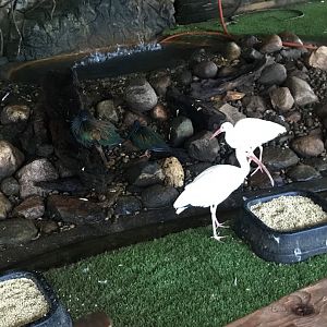 Nicobar Pigeons & American White Ibises