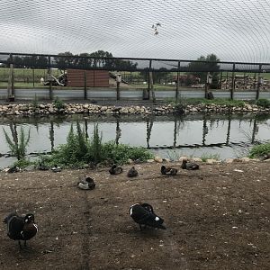 First Waterfowl Aviary