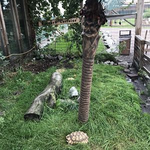 Shipwreck Cove- Leopard Tortoise Exhibit