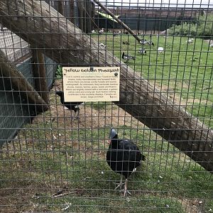 Helmeted Curassow
