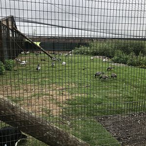 Second Waterfowl Aviary