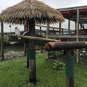 Moluccan Cockatoo Perch