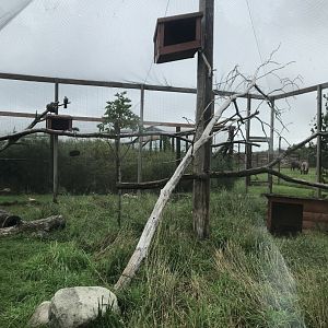 Mixed-Species Aviary