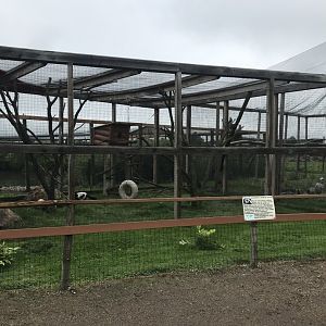 Black & White Ruffed Lemur Exhibit