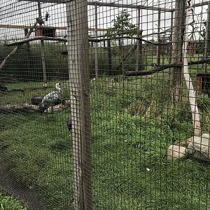 Mixed-Species Aviary