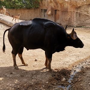 Gaur