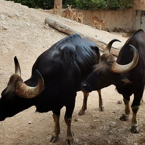 Two Gaur bulls, David and Goliath