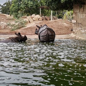 Indian Rhino mother and calf