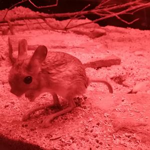 Greater Egyptian jerboa
