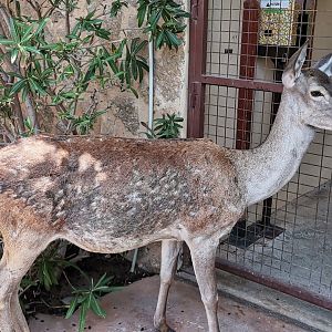 Spanish red deer