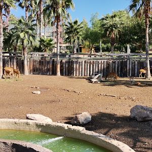 Barasingha/Sambar/ Blackbuck yard