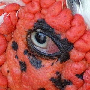 Domestic Muscovy duck eye.