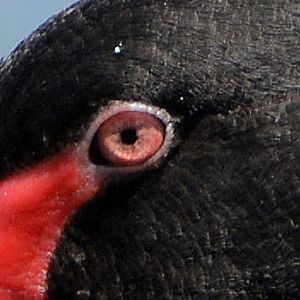 Black swan eye.