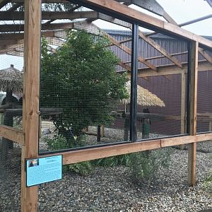 Rhinoceros Hornbill Exhibit