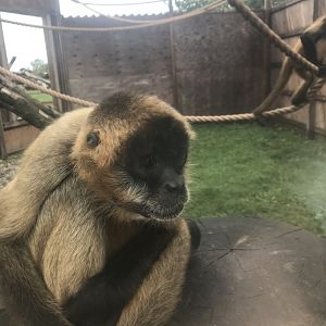 Black-handed spider monkey