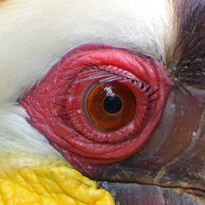 Male Wreathed hornbill eye.