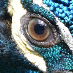 Blue peafowl eye.