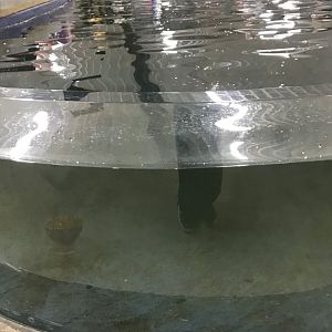 Rhino Building- Koi Pond