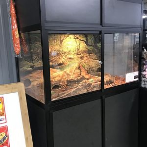 Rhino Building- Mexican Black Kingsnake Exhibit