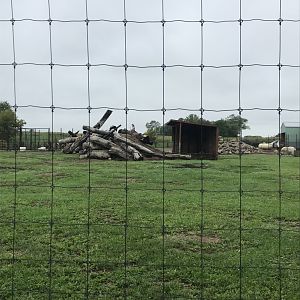 Rocky Mountain Goat Exhibit (With West Caucasian Tur Exhibit in the Background)